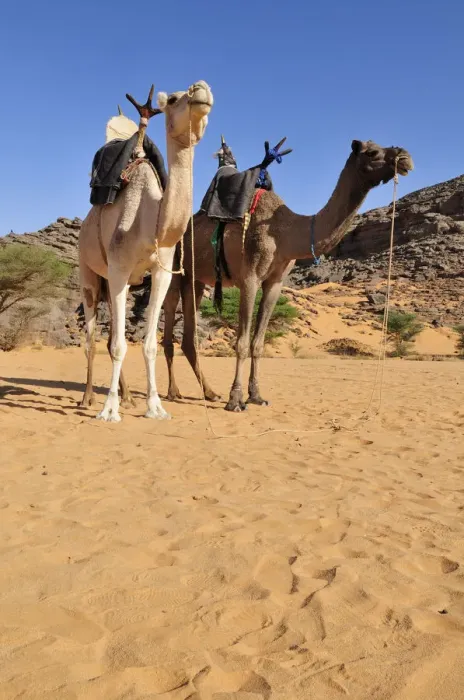 Framed Print : Two riding camels in a vadi or wadi, Arabic term for valley, of Adrar Tekemberet, Immidir, Algeria, Sahara, North Africa Framed Print : Two riding camels in a vadi or wadi, Arabic term for valley, of Adrar Tekemberet, Immidir, Algeria, Sahara, North Africa