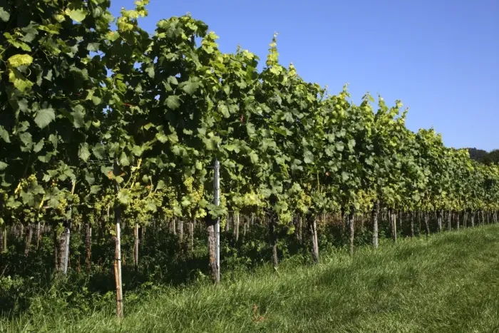 Framed Print : Riesling grapes, grape vines, Hagnau am Bodensee, Bodenseekreis district, Baden-Wuerttemberg, Germany, Europe Framed Print : Riesling grapes, grape vines, Hagnau am Bodensee, Bodenseekreis district, Baden-Wuerttemberg, Germany, Europe