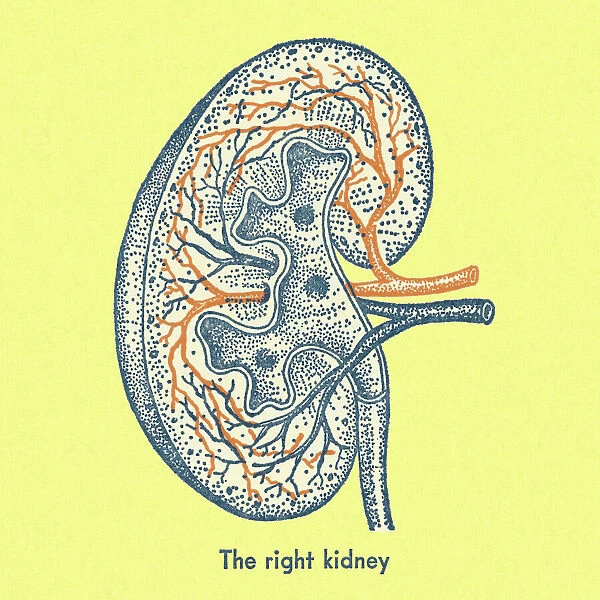 The Right Kidney