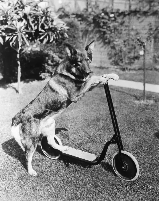Framed Print : Rin-Tin-Tin on His Scooter Framed Print : Rin-Tin-Tin on His Scooter