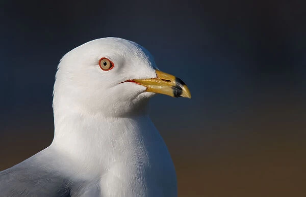 Ring-billed gull