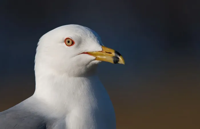 Framed Print : Ring-billed gull Framed Print : Ring-billed gull