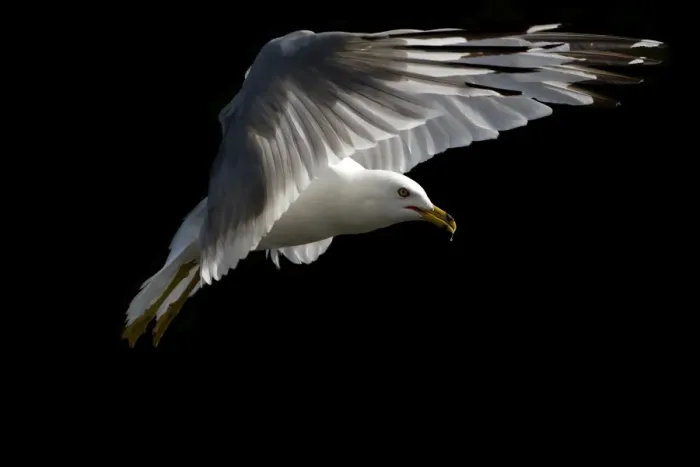 Framed Print : Ring-billed seagull