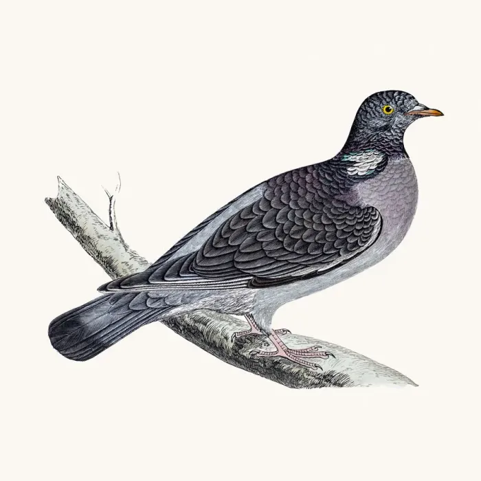 Framed Print : Ring dove bird Framed Print : Ring dove bird