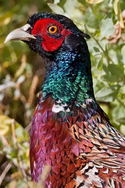 Ring-necked Pheasant (Male)