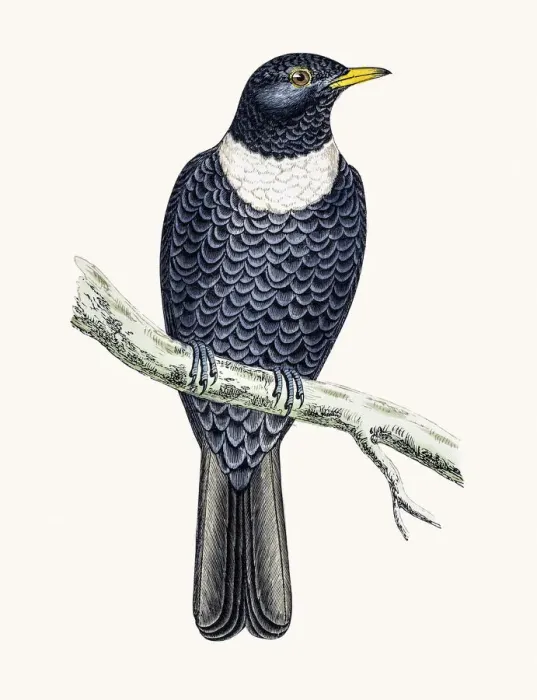 Framed Print : Ring Ouzel bird Framed Print : Ring Ouzel bird