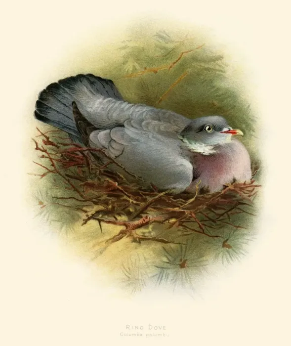 Framed Print : The ring pigeon illustration 1900 Framed Print : The ring pigeon illustration 1900