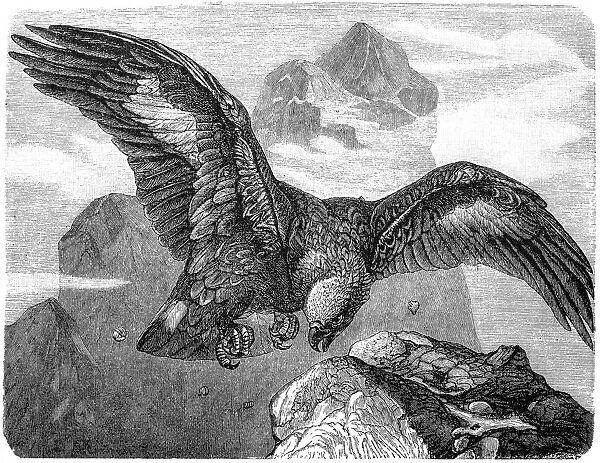 Ring Tailed Eagle (Aquila fulva)