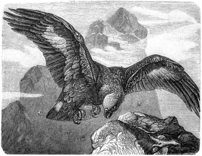 Framed Print : Ring Tailed Eagle (Aquila fulva) Framed Print : Ring Tailed Eagle (Aquila fulva)