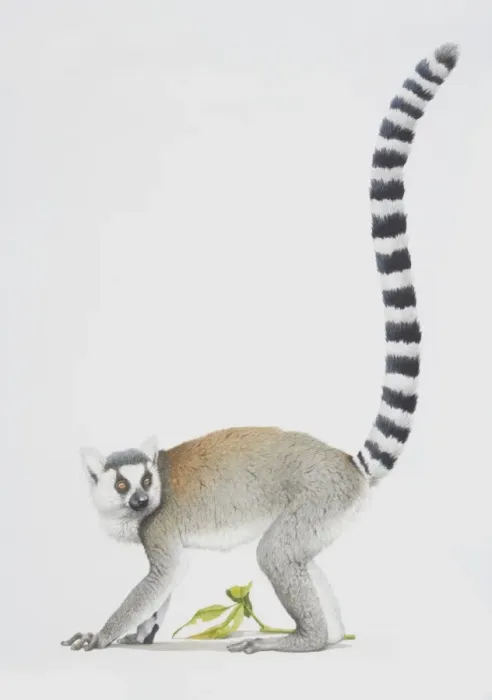 Framed Print : Ring-tailed Lemur, Lemur catta, grey lemur facing left with a long striped tail Framed Print : Ring-tailed Lemur, Lemur catta, grey lemur facing left with a long striped tail