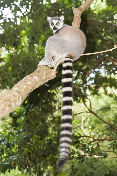Ring-tailed Lemur -Lemur catta- in a tree, with a black and white striped tail, Nakampoana Nature Reserve, Madagascar