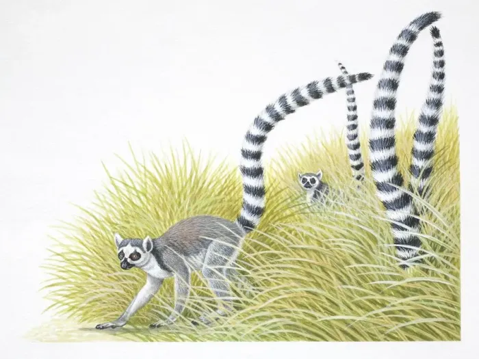 Framed Print : Ring-tailed lemurs, Lemur catta, with their black and white tails stuck up in the air