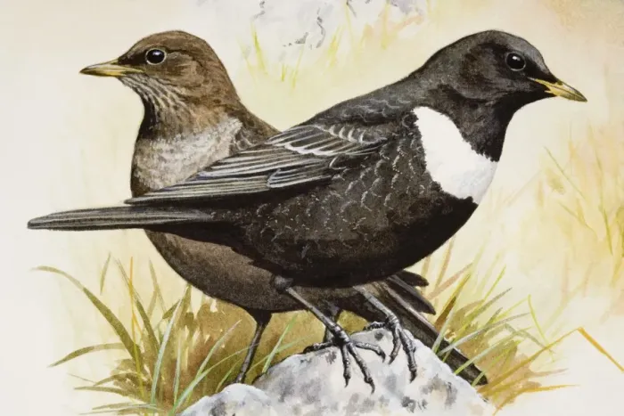 Framed Print : Ringed ousel (Turdus torquatus), two birds perching side by side, side view Framed Print : Ringed ousel (Turdus torquatus), two birds perching side by side, side view
