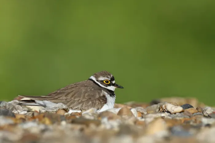 Framed Print : Ringed Plover -Charadrius dubius-, male on the nest, Saxony-Anhalt, Germany