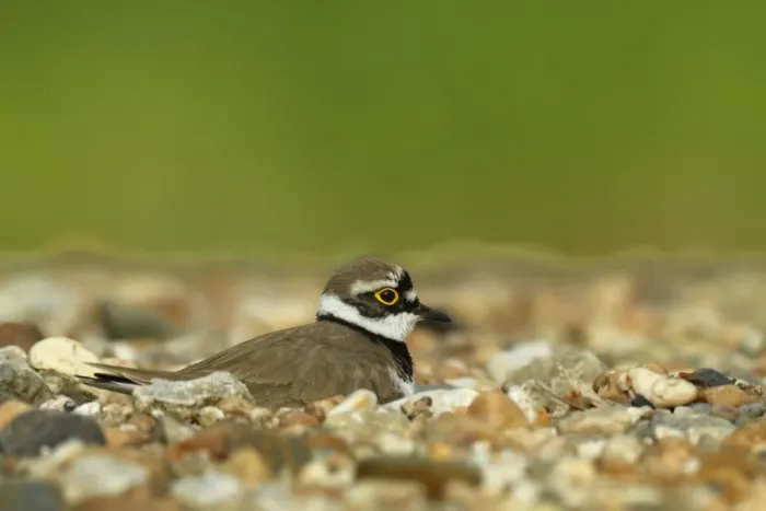Framed Print : Ringed Plover -Charadrius dubius-, male on the nest, Saxony-Anhalt, Germany