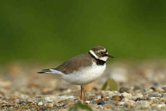 Framed Print : Ringed Plover -Charadrius dubius-, female in habitat, Saxony-Anhalt, Germany
