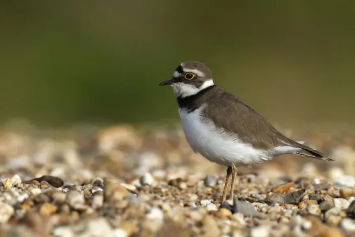 Framed Print : Ringed Plover -Charadrius dubius-, female in habitat, Saxony-Anhalt, Germany
