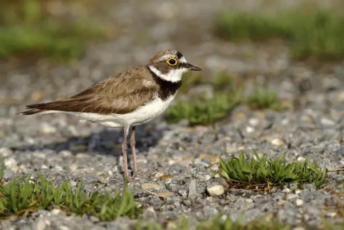 Framed Print : Ringed Plover -Charadrius dubius-, female standing on gravel, Illmitz, Lake Neusiedl, Burgenland, Austria, Europe Framed Print : Ringed Plover -Charadrius dubius-, female standing on gravel, Illmitz, Lake Neusiedl, Burgenland, Austria, Europe