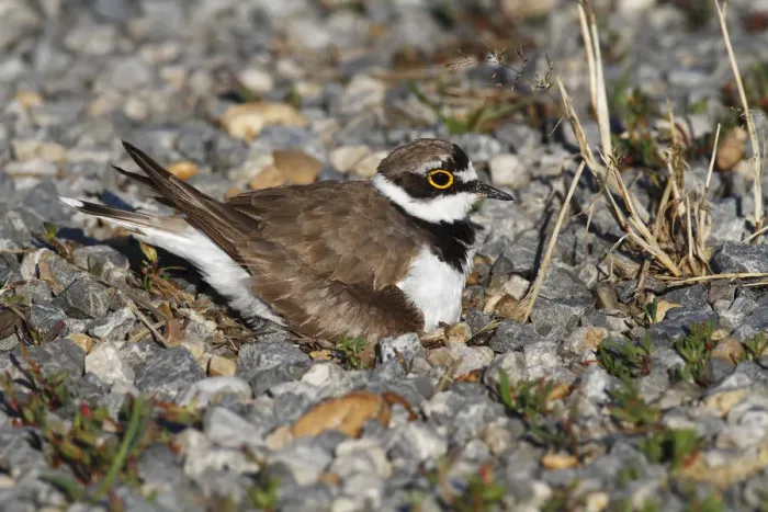 Framed Print : Ringed Plover -Charadrius dubius- perched on nest, Burgenland, Austria
