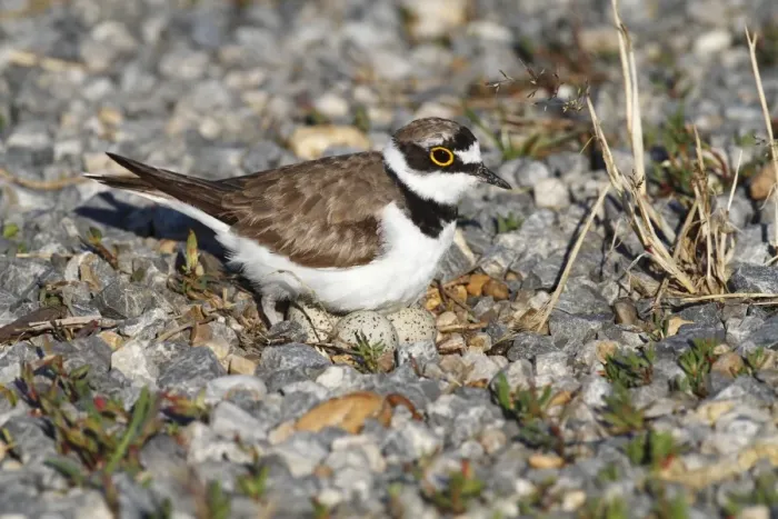 Framed Print : Ringed Plover -Charadrius dubius- perched on nest with eggs, Burgenland, Austria