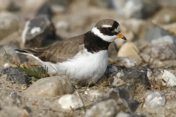 Framed Print : Ringed Plover -Charadrius hiaticula-, mature bird sitting on its nest, Eidersperrwerk, Schleswig-Holstein, North Friesland, Germany, Europe