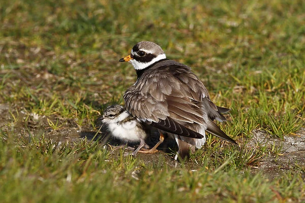Ringed Plover -Charadrius hiaticula- with its chicks gathered under its wings