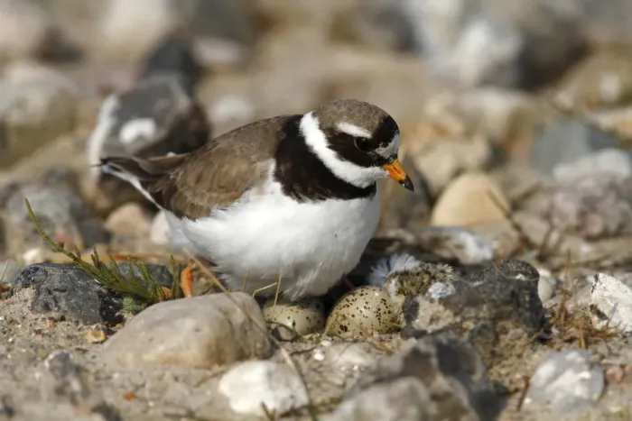 Framed Print : Ringed Plover -Charadrius hiaticula- sitting on its nest with two eggs and a hatched chick