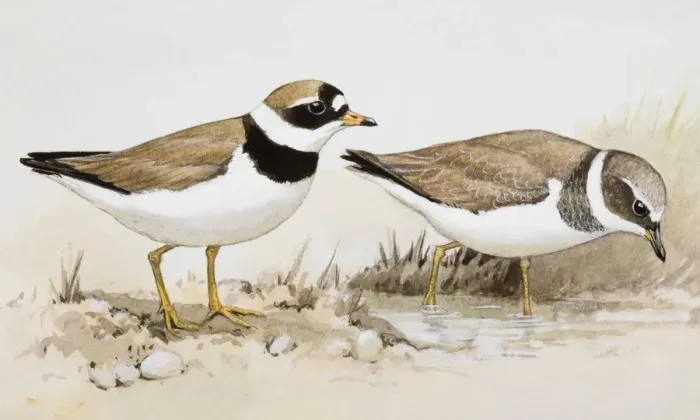 Framed Print : Two Ringed plovers (Charadrius hiaticula), one wading in water, the other standing nearby Framed Print : Two Ringed plovers (Charadrius hiaticula), one wading in water, the other standing nearby