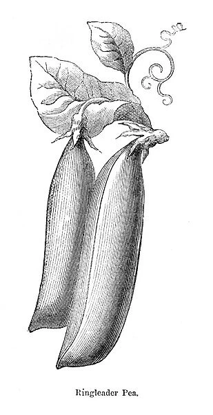 Ringleaders Pea illustration 1874