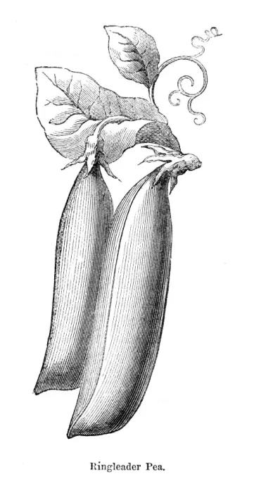 Framed Print : Ringleaders Pea illustration 1874 Framed Print : Ringleaders Pea illustration 1874