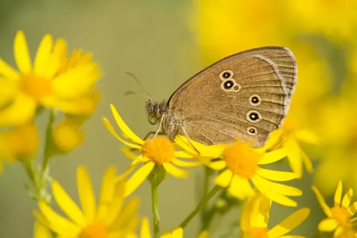 Framed Print : Ringlet -Aphantopus hyperantus-, Lower Saxony, Germany Framed Print : Ringlet -Aphantopus hyperantus-, Lower Saxony, Germany