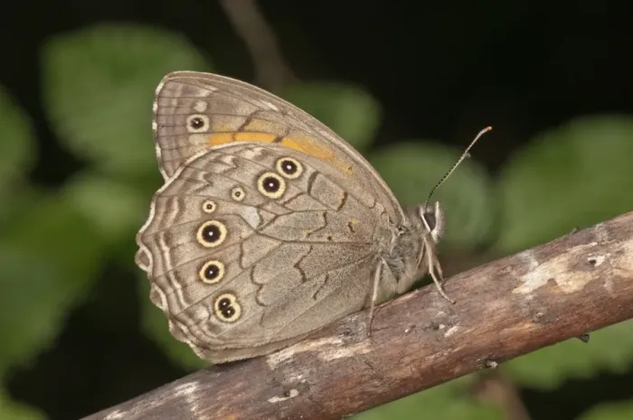 Framed Print : Ringlet -Aphantopus hyperantus- resting, near Lake Kerkini, Greece, Europe Framed Print : Ringlet -Aphantopus hyperantus- resting, near Lake Kerkini, Greece, Europe