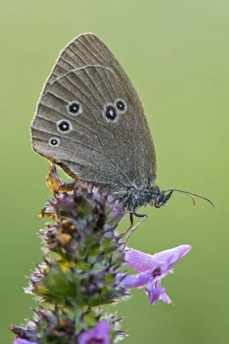 Framed Print : Ringlet -Aphantopus hyperantus-, Tyrol, Austria Framed Print : Ringlet -Aphantopus hyperantus-, Tyrol, Austria