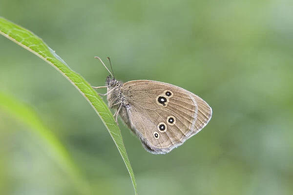 Ringlet butterfly -Aphantopus hyperantus-, Thuringia, Germany