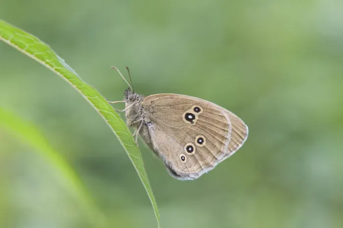 Framed Print : Ringlet butterfly -Aphantopus hyperantus-, Thuringia, Germany Framed Print : Ringlet butterfly -Aphantopus hyperantus-, Thuringia, Germany