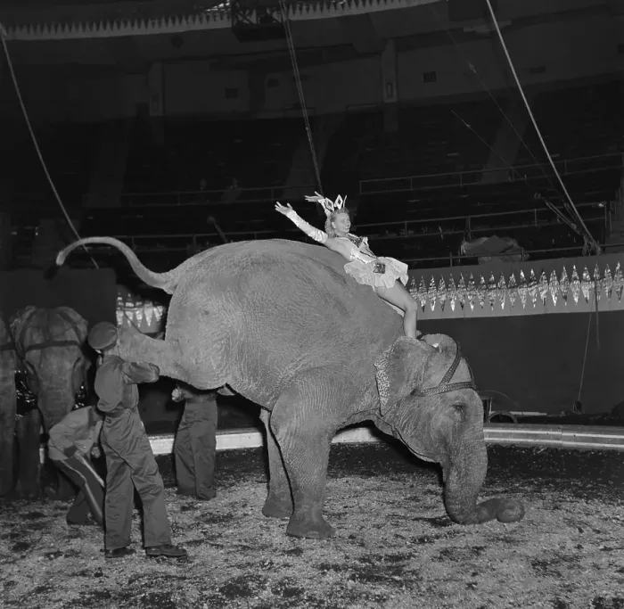 Framed Print : Ringling Bros. and Barnum & Bailey Circus Framed Print : Ringling Bros. and Barnum & Bailey Circus