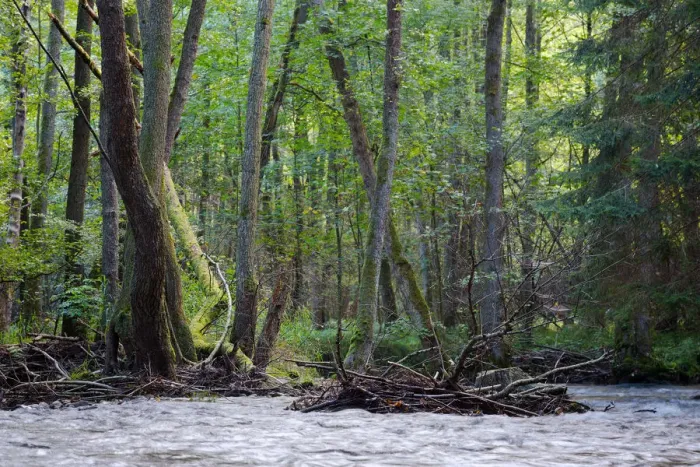 Framed Print : Riparian forest (woodland), river shore, long exposure Framed Print : Riparian forest (woodland), river shore, long exposure