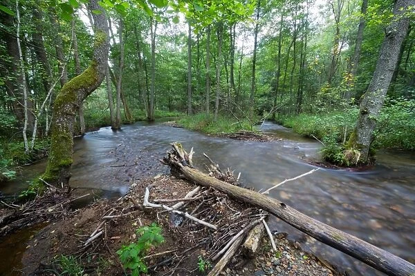 Riparian forest (woodland), river shore, long exposure