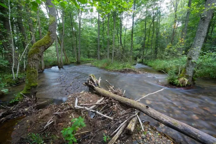 Framed Print : Riparian forest (woodland), river shore, long exposure Framed Print : Riparian forest (woodland), river shore, long exposure