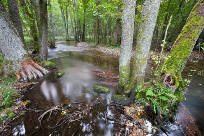 Framed Print : Riparian forest (woodland), river shore, long exposure Framed Print : Riparian forest (woodland), river shore, long exposure