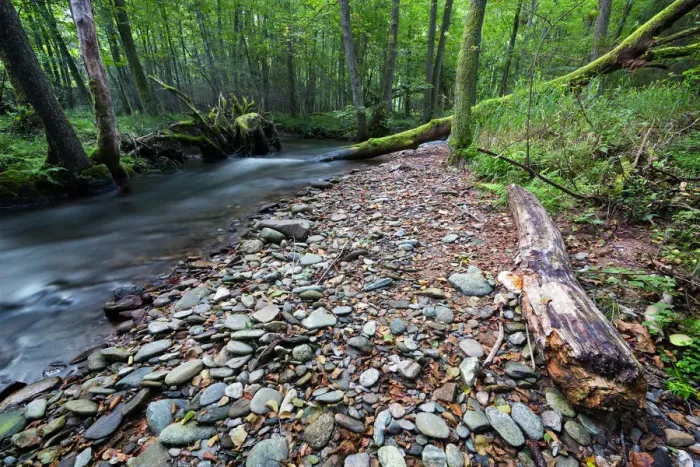 Framed Print : Riparian forest (woodland), river shore, long exposure Framed Print : Riparian forest (woodland), river shore, long exposure