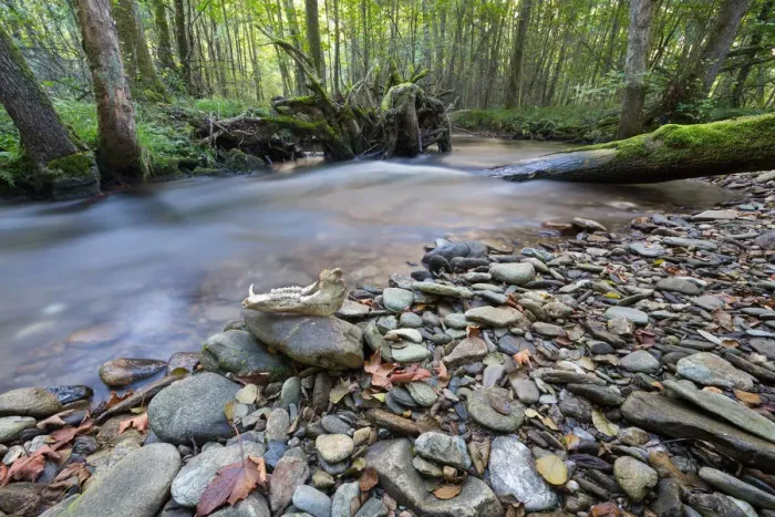 Framed Print : Riparian forest (woodland), river shore, long exposure