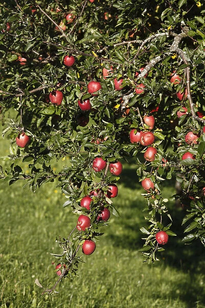 Ripe apples on an apple tree, Bad Feilnbach, Upper Bavaria, Bavaria, Germany, Europe, PublicGround