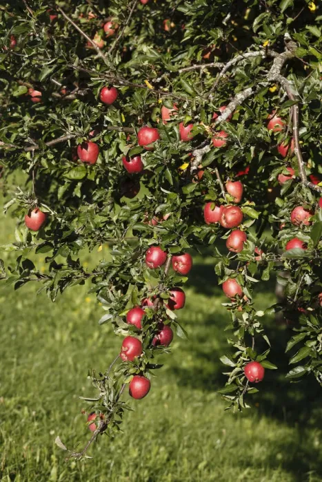 Framed Print : Ripe apples on an apple tree, Bad Feilnbach, Upper Bavaria, Bavaria, Germany, Europe, PublicGround Framed Print : Ripe apples on an apple tree, Bad Feilnbach, Upper Bavaria, Bavaria, Germany, Europe, PublicGround