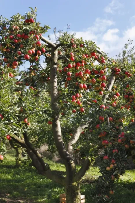 Framed Print : Ripe apples on an apple tree, Oberschwarzach, Steigerwald, Lower Franconia, Bavaria, Germany Framed Print : Ripe apples on an apple tree, Oberschwarzach, Steigerwald, Lower Franconia, Bavaria, Germany