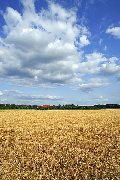Ripe Barley field -Hordeum vulgare-, Upper Franconia, Bavaria, Germany