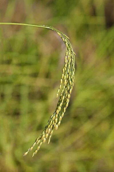 Ripe ear of a rice plant -Oryza sativa-, Siem Reap, Cambodia, Southeast Asia