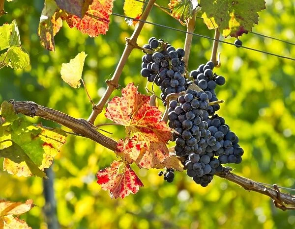 Ripe grapes hanging on the vine, vineyard, Baden-Wurttemberg, Germany