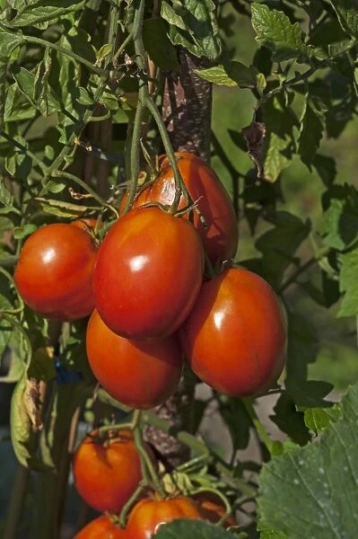 Ripe Plum tomatoes -Solanum lycopersicum- on the bush