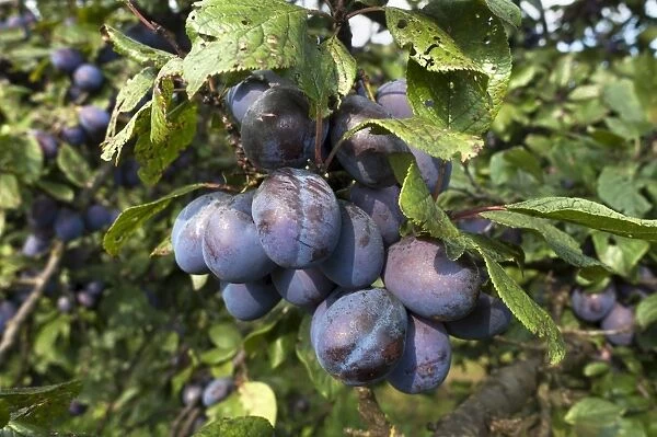 Ripe plums -Prunus domestica subsp. domestica- on branch, Bavaria, Germany